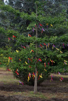 SCHMETTERLINGSBAUM, Weingarten