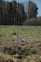 STUHLPLANTAGE, Wilhelmsdorf